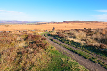 Fototapeta na wymiar Cycling across moorland behind Curbar Edge in the Derbyshire Peak District