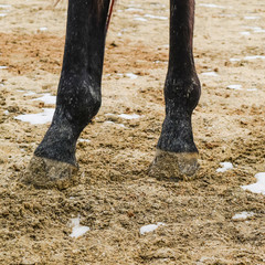 The horse walked around the stadium