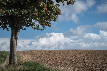 Obraz premium Hügellandschaft Baum vor Himmel