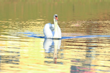 Swan in water