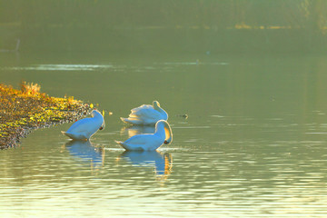 Swans on lake in morning light © Simun Ascic