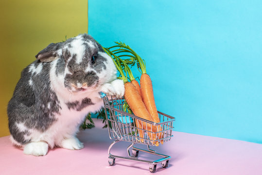 Bunny with shopping cart full of carrots
