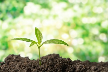 Growth of new life on  background