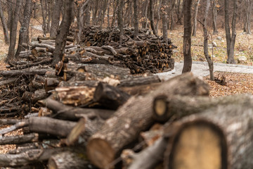 A lot of cut trees and trunks