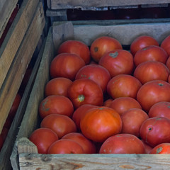 Tomatoes in wooden boxes