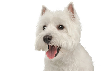 West Highland White Terrier portrait in a white studio