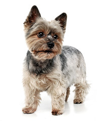 Yorkshire Terrier staying in white studio background