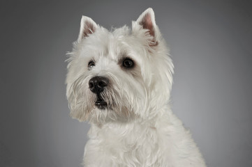 West Highland White Terrier portrait in a gray background
