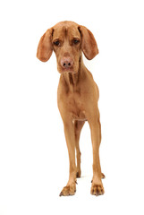 Hungarian Vizsla staying in white photo studio