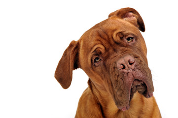 cane corso portrait in white photo studio