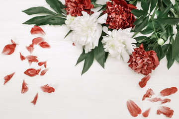 White and red peonies with fallen petals on white wooden background with copy space. Top view. Flat lay.