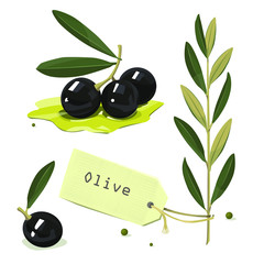 Olive branch. Vector illustration.