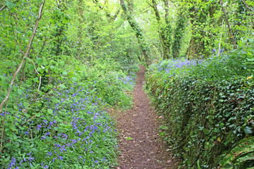Obraz premium Path through bluebells in a wood