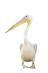 Pelican standing isolated on white background