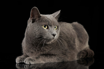 British short hair cat relaxing in studio