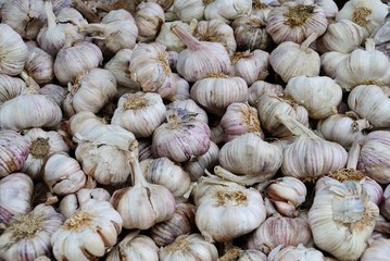 Organic garlics (Allium sativum) at the Farmers Market in Riga, Latvia