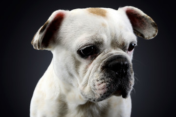 white french bulldog with funny ears posing in a dark photo studio