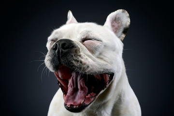 white french bulldog with funny ears posing in a dark photo studio