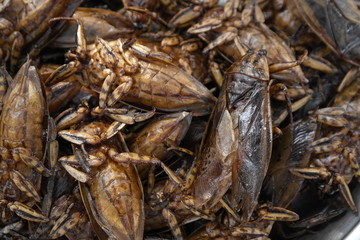 Giant water bugs