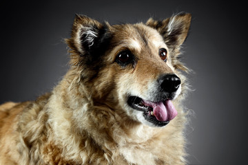 Mixed breed funny dog is relaxing in a dark photo studio