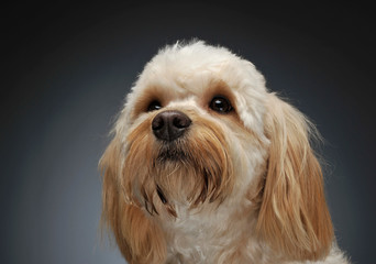 cute havanese portrait in dark background