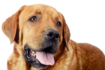 Obraz premium labrador retriever portrait in white background studio