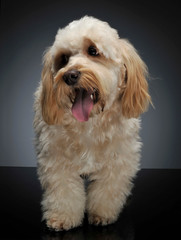 cute havanese staying in dark background studio