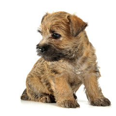 Puppy  cairn terrier sitting on the floor