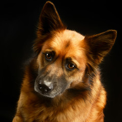  mixed breed dog in black background studio