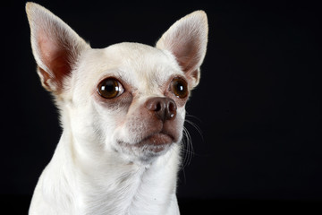Obraz premium chihuahua sitting in a dark photo studio
