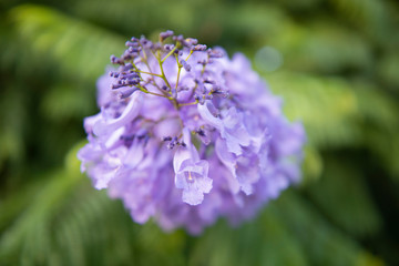 lilac flowers of acacia