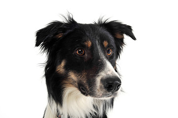 border collie portrait in white studio