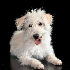Mixed breed white dog lying in a dark photostudio
