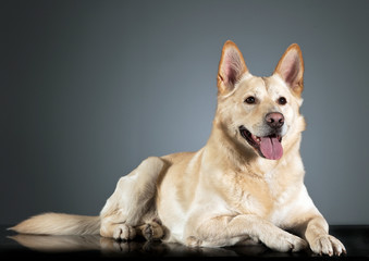 German shepherd lying in a dark studio