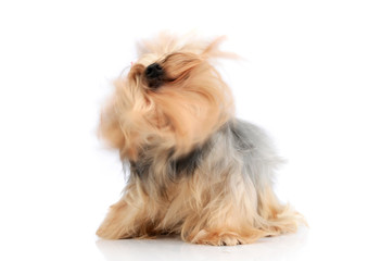 yorkshire terrier in a wehite photo studio