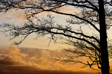Alder tree branches against sunset clouds. Focus on branches.