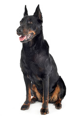 beauceron sitting in a white background studio