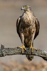 Young goshawk, Accipiter gentilis, perched on a branch of the forest. Spain