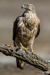 Young goshawk, Accipiter gentilis, perched on a branch of the forest. Spain