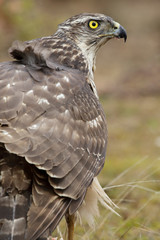 Close-up young of Northern Goshawk. Accipiter gentilis. Spain
