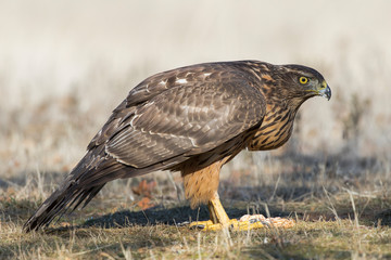 Young goshawk, Accipiter gentilis, Feeding on the ground. Spain