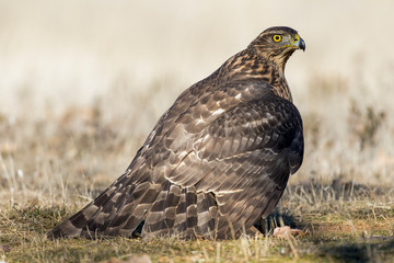 Young goshawk, Accipiter gentilis, Feeding on the ground. Spain