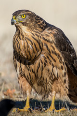 Close-up young of Northern Goshawk. Accipiter gentilis. Spain