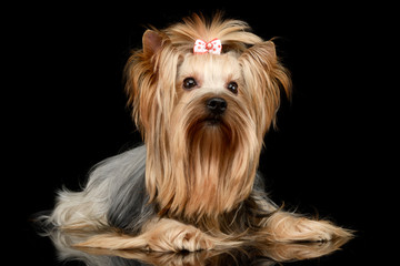 Naklejka premium long hair yorshire terrier portrait in a studio