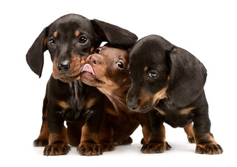 Obraz premium three lovely puppy dachshunds staying side by side in white studio