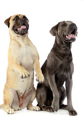 bull mastiff and puppy cane corso sitting and standing in a white studio floor