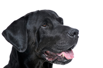 Mixed breed black dog portrait in white studio