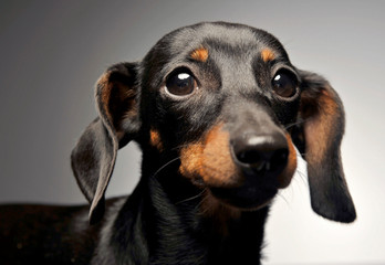 short hair dachshund portrait in white studio