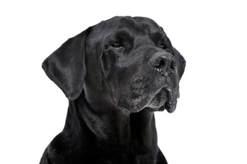 Mixed breed black dog portrait in white studio