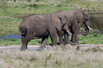Fototapeta premium Elefanten auf der Straße im Knysna Elephant Park in Südafrika 